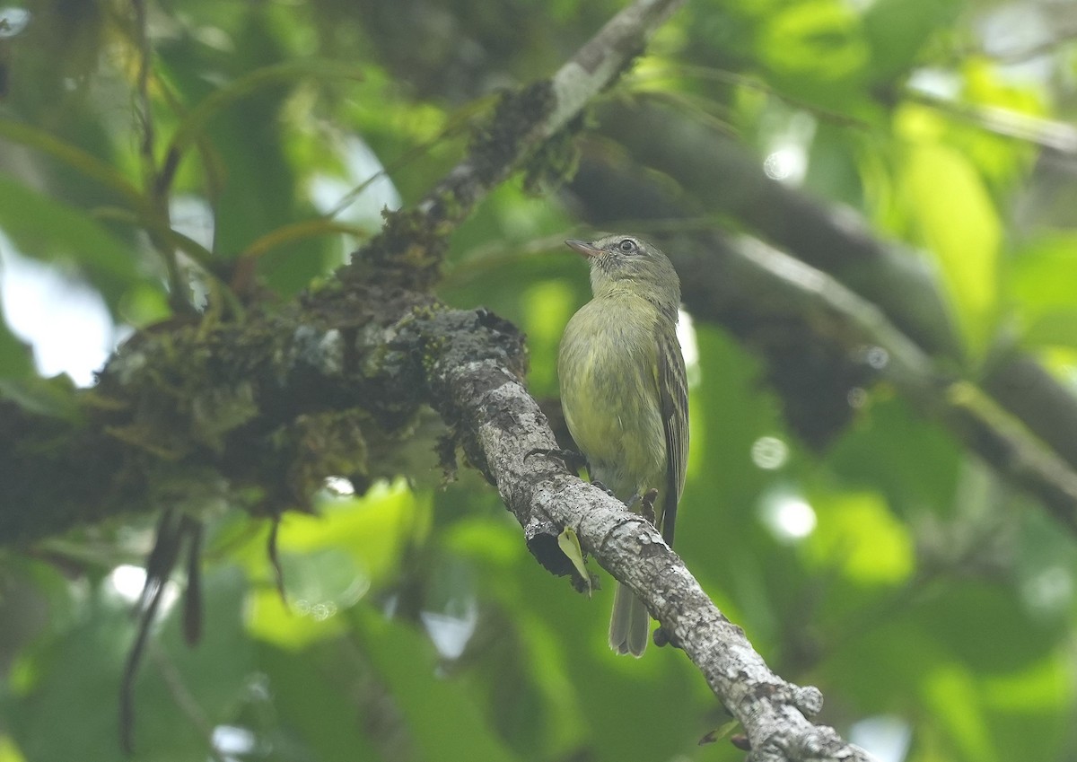 Rough-legged Tyrannulet - ML647220073