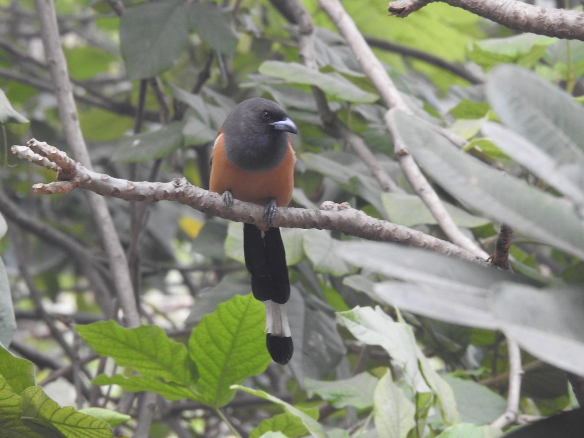Rufous Treepie - ML647220074