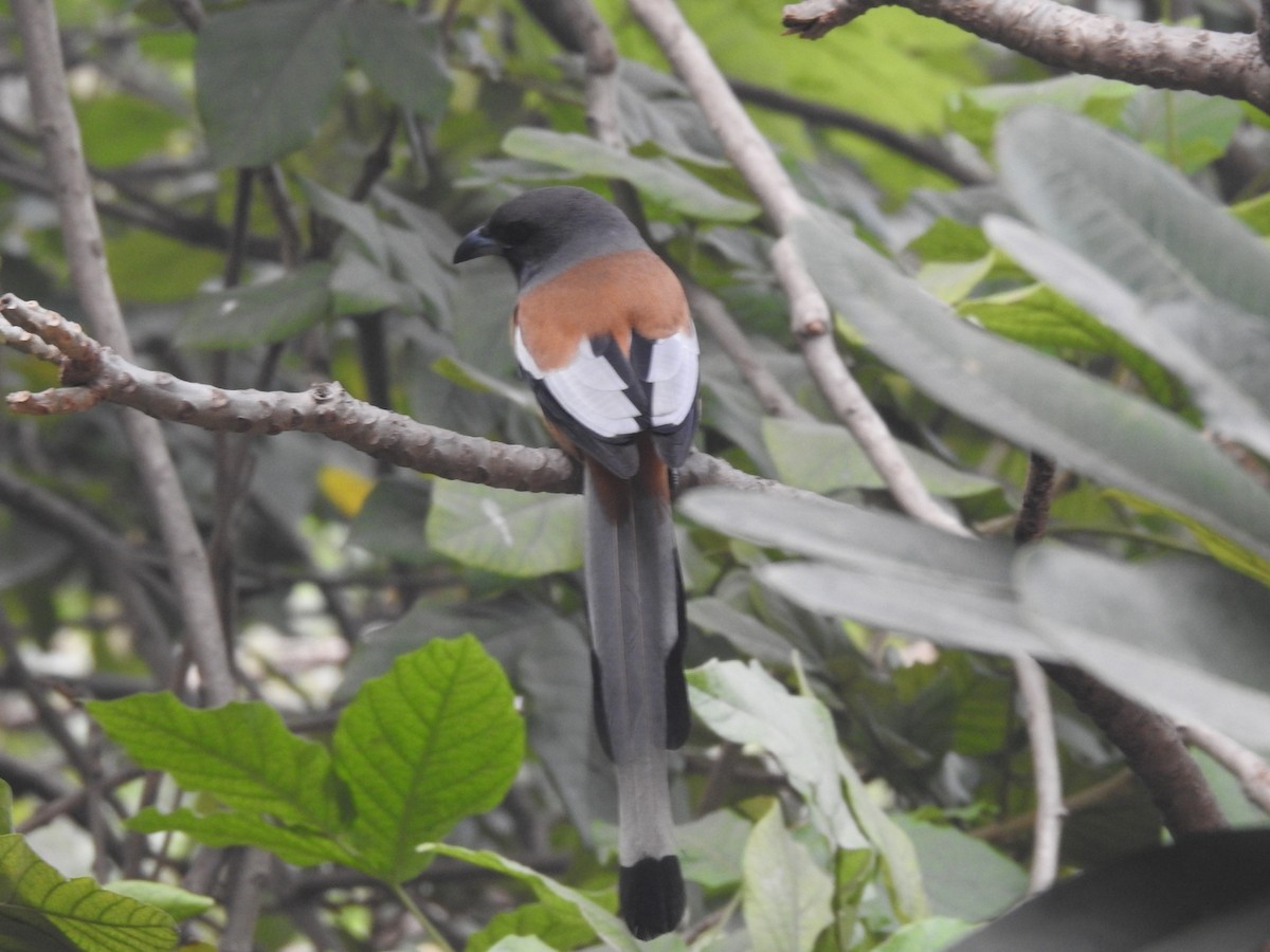 Rufous Treepie - ML647220075