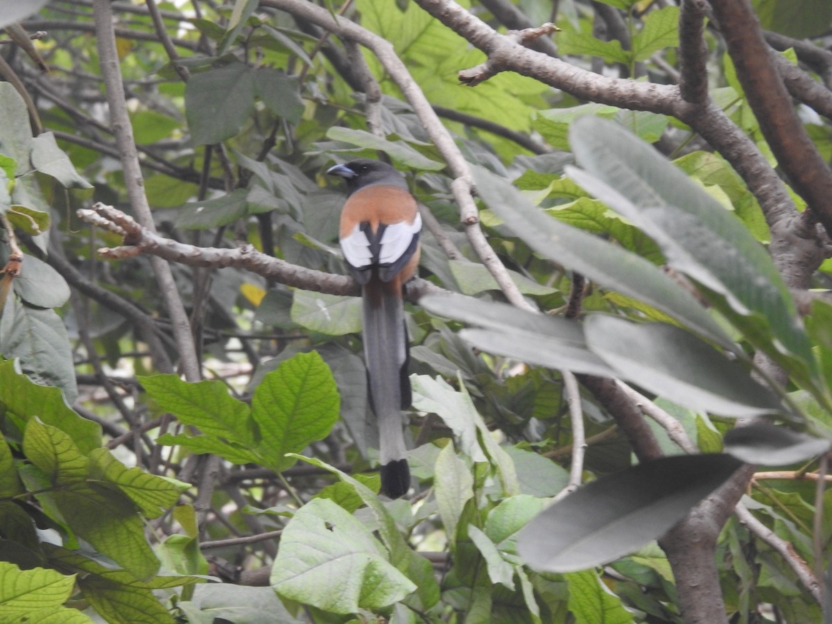 Rufous Treepie - ML647220076