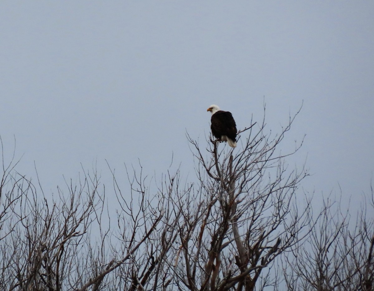 Bald Eagle - ML647220077