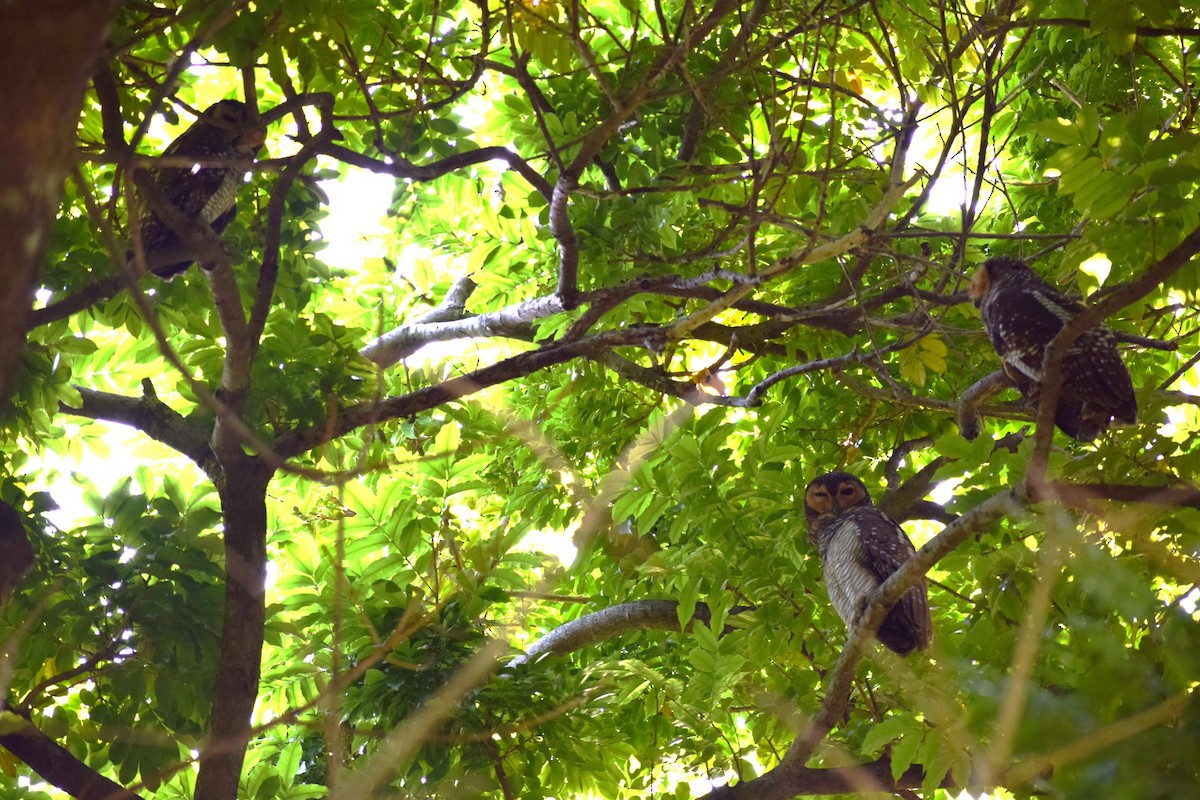 Spotted Wood-Owl - ML647220087