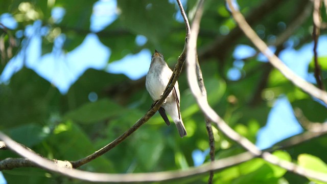 חטפית סיבירית - ML647220098
