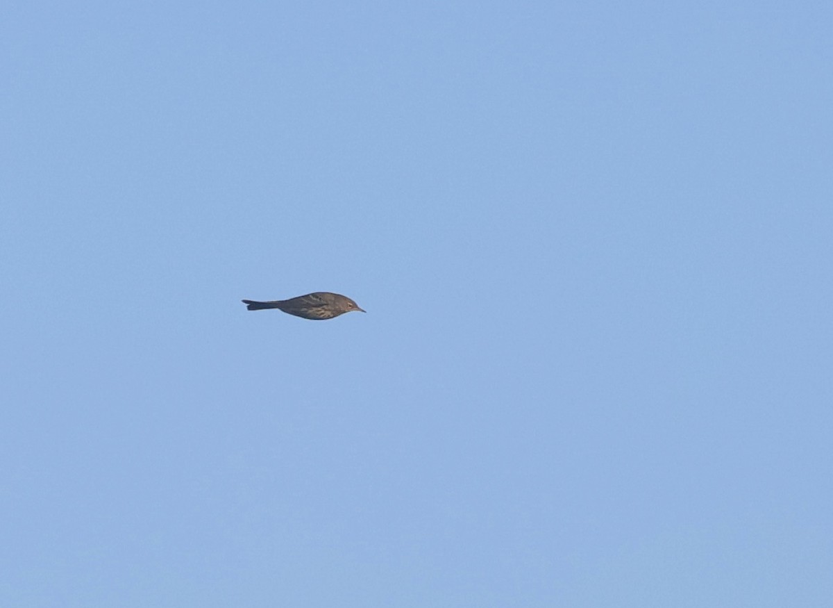 Rock Pipit - ML647220100