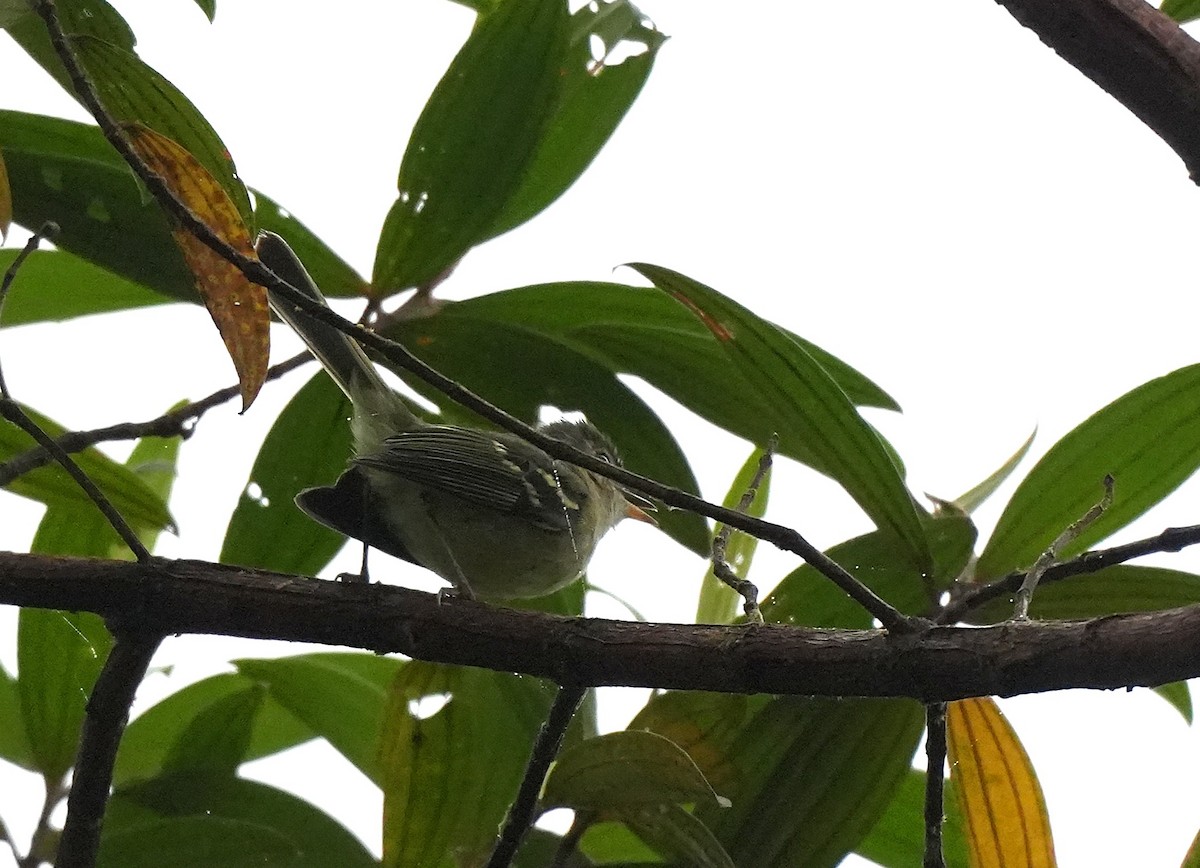 Bahia Tyrannulet - ML647220101