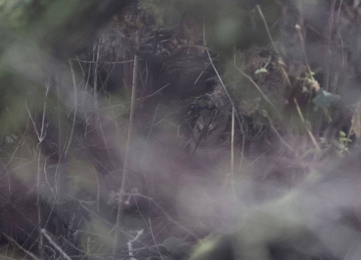 Eurasian Woodcock - ML647220102