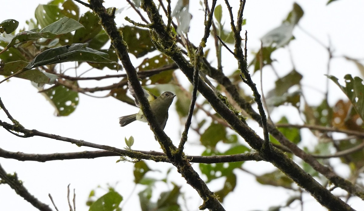 Bahia Tyrannulet - ML647220105