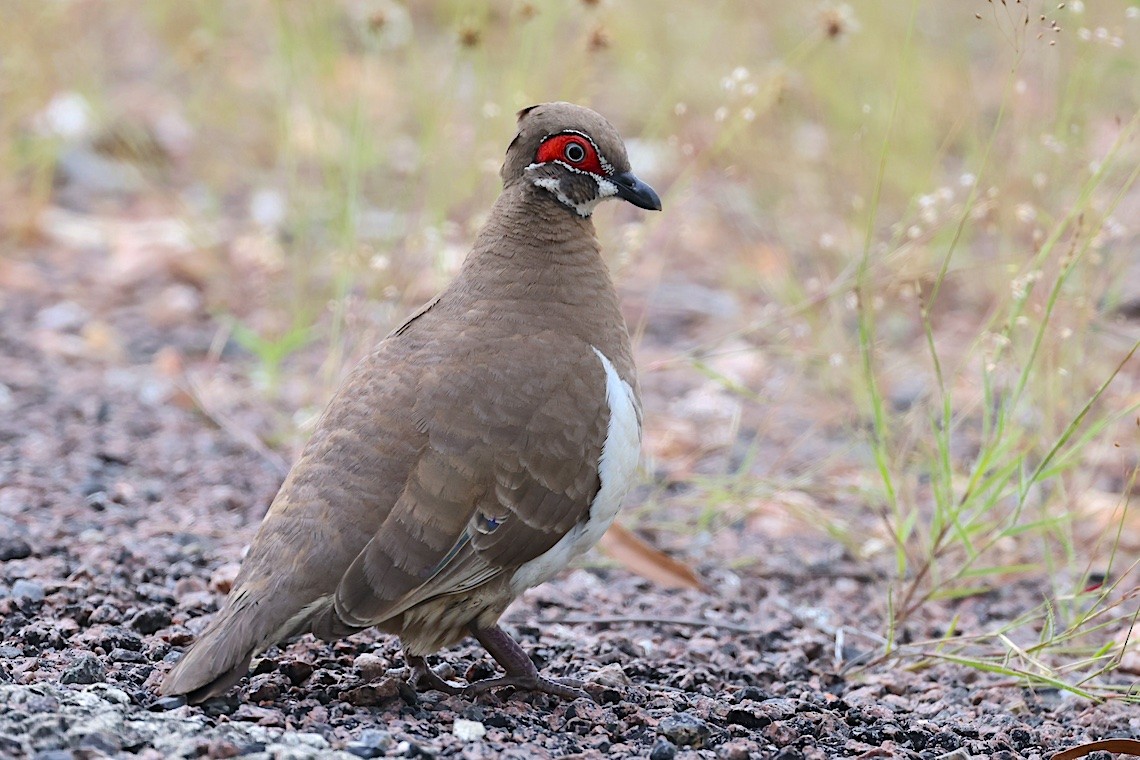 Partridge Pigeon - ML647220115