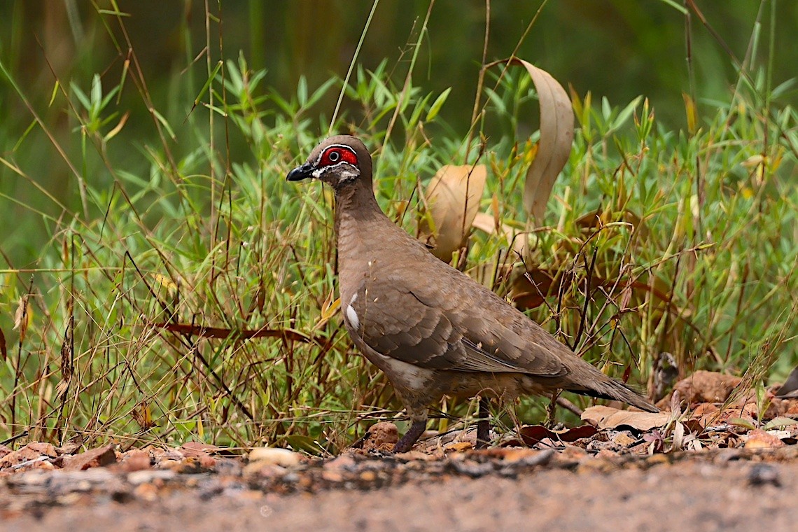 Partridge Pigeon - ML647220116