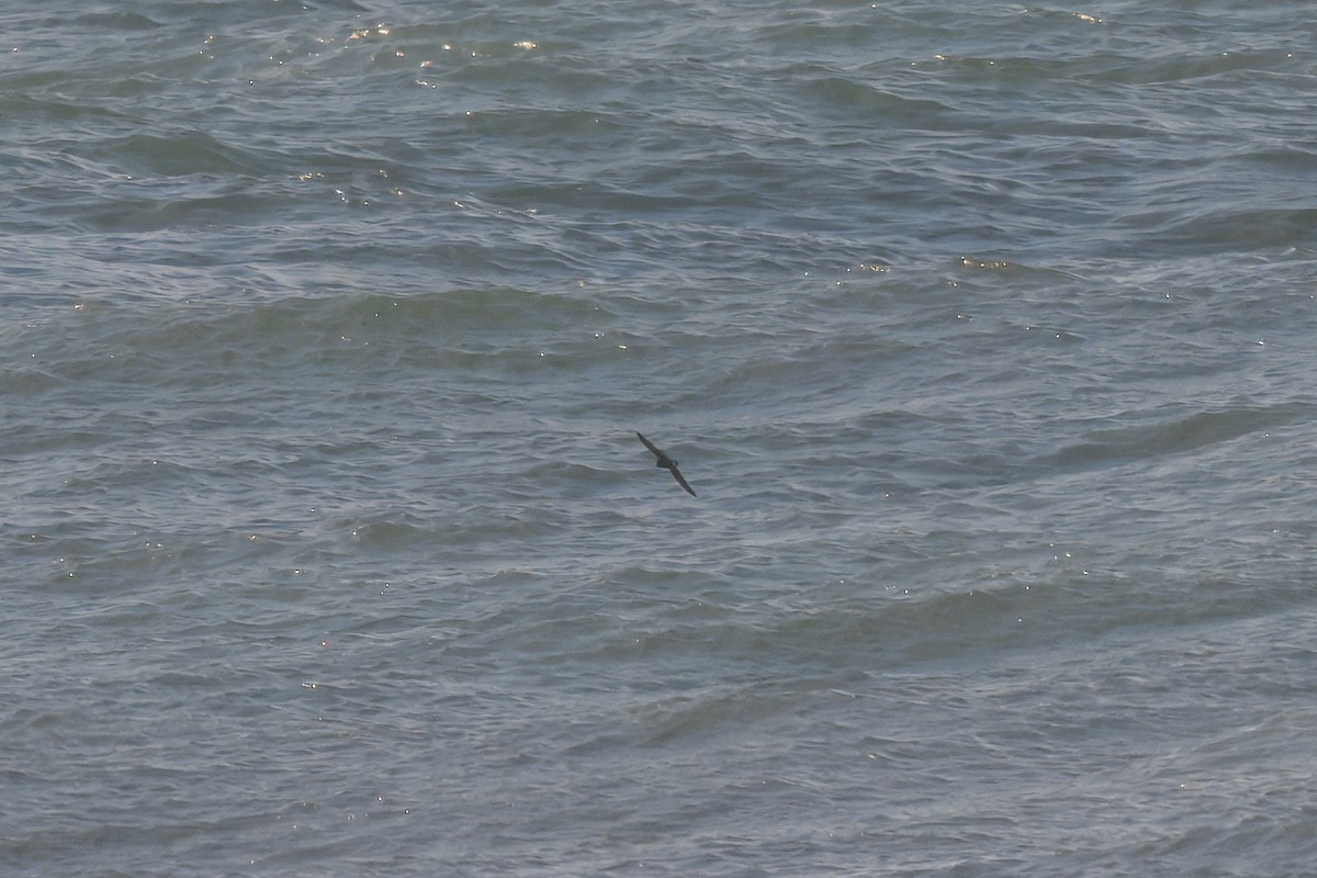 havsvale - ML647220127