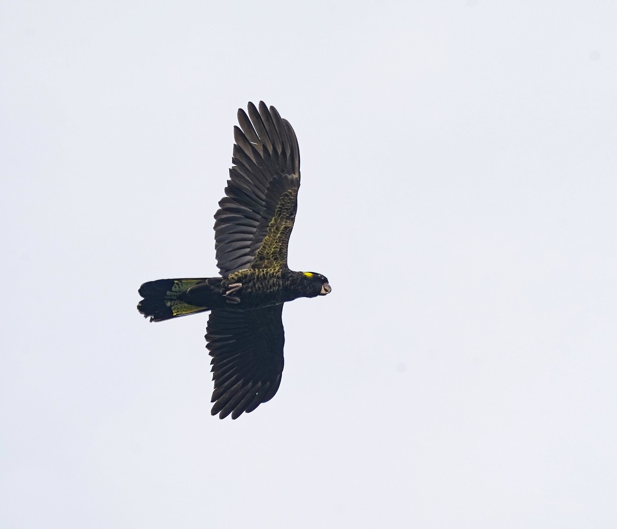 Cacatúa Fúnebre Coliamarilla - ML647220160