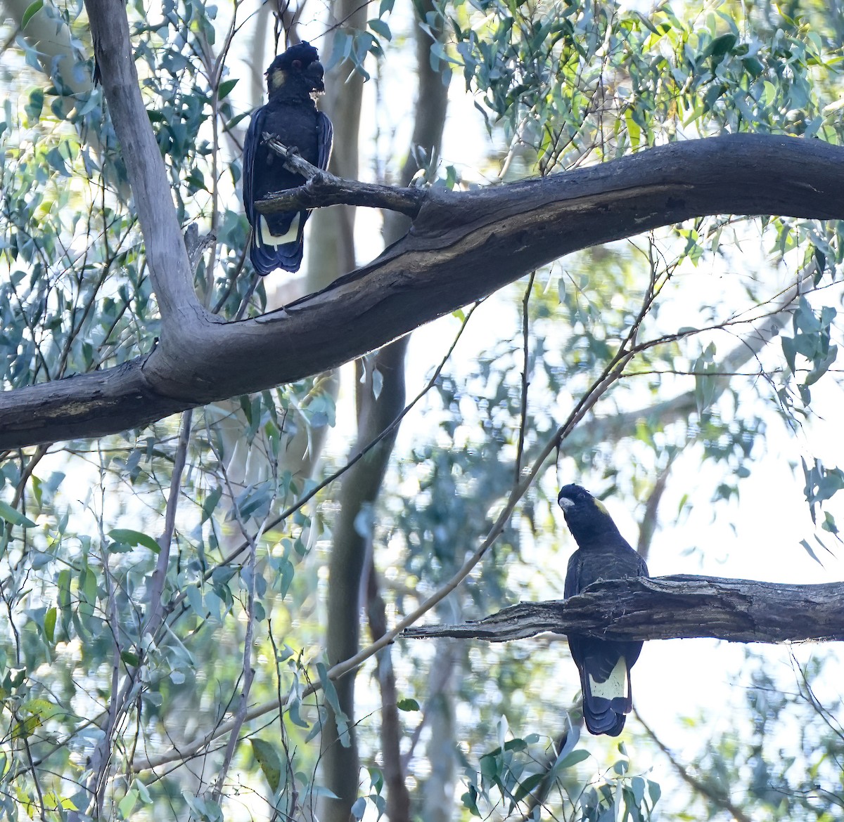 Cacatúa Fúnebre Coliamarilla - ML647220161
