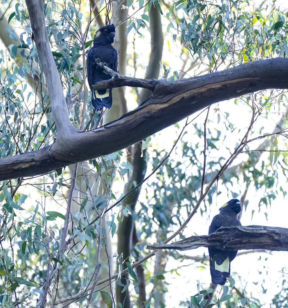 Cacatúa Fúnebre Coliamarilla - ML647220162