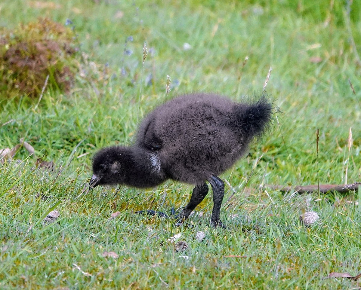Tasmanian Nativehen - ML647220165