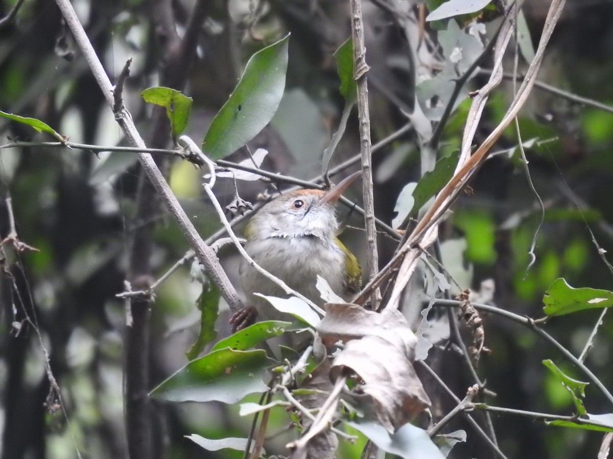 Common Tailorbird - ML647220184
