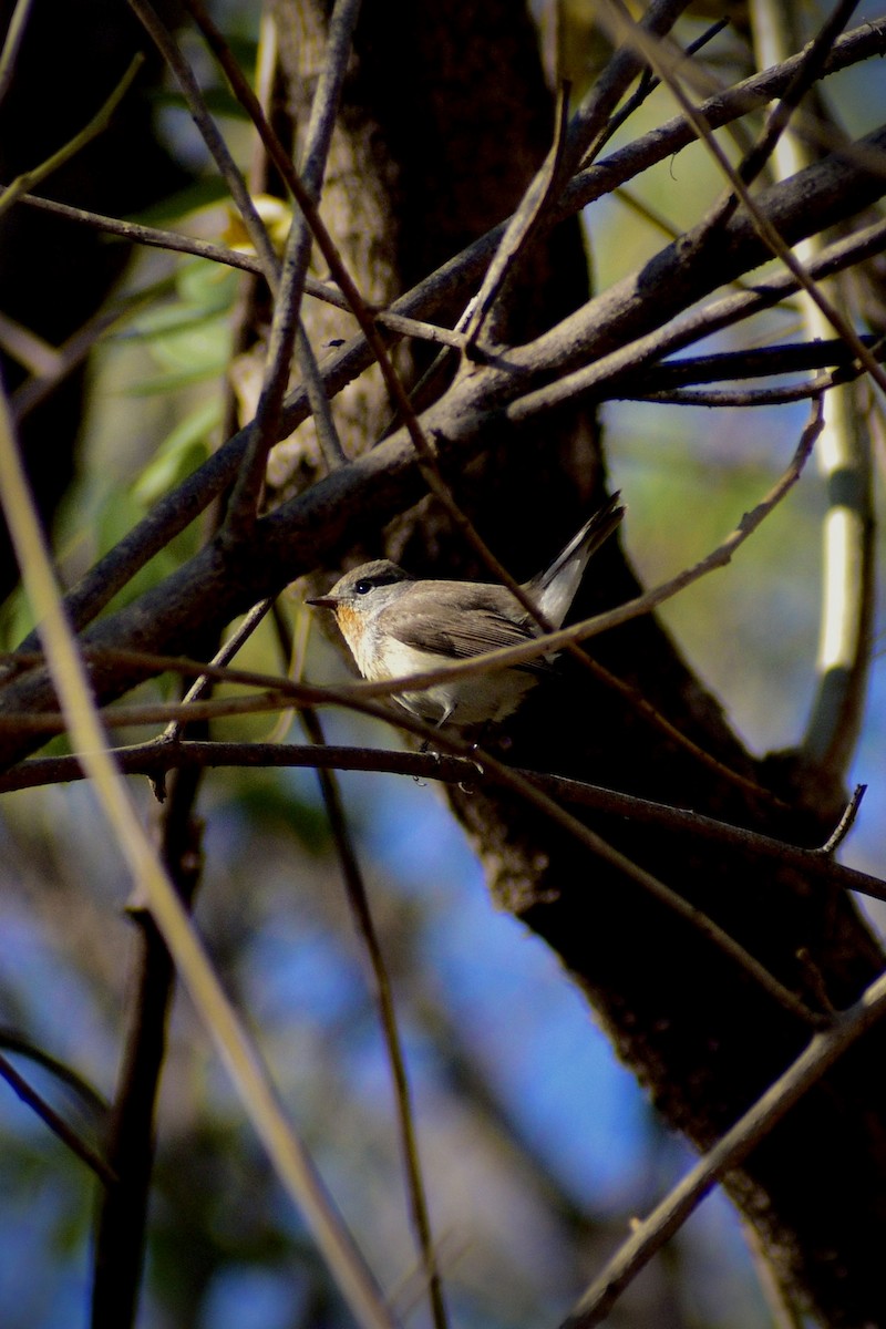 Малая мухоловка - ML647220188