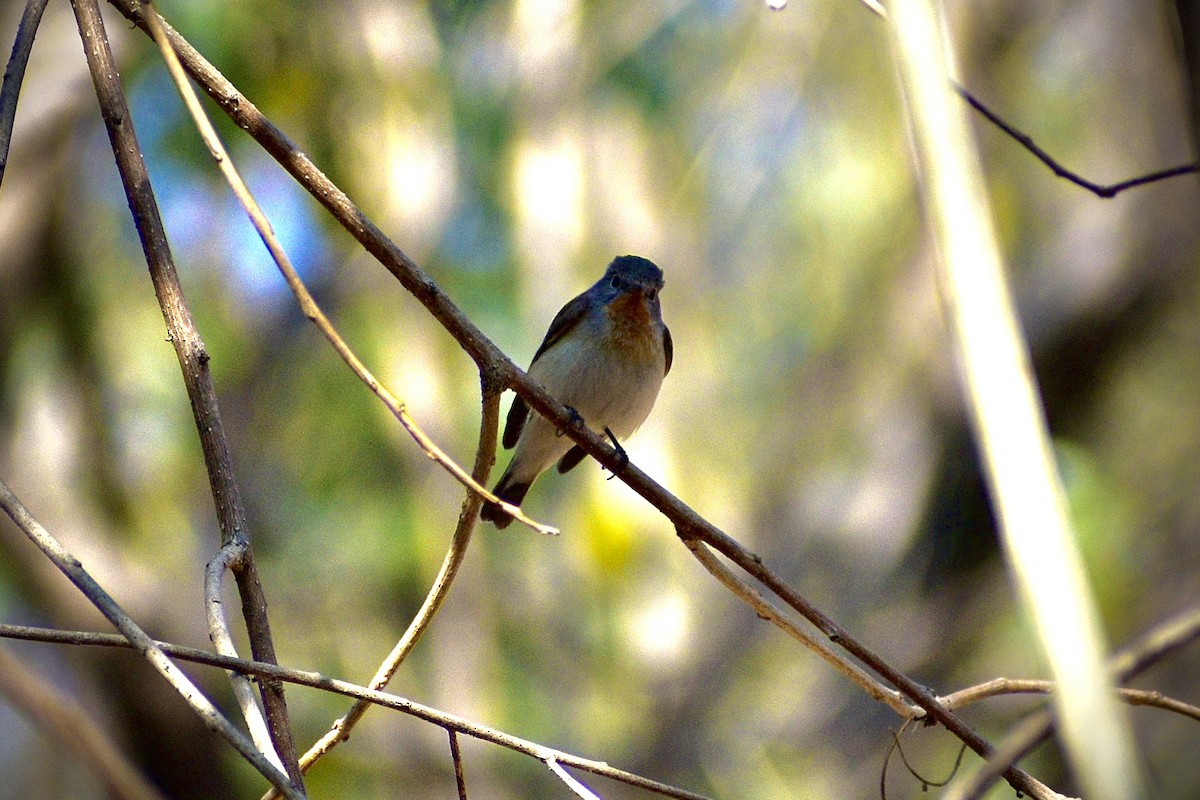 Малая мухоловка - ML647220189