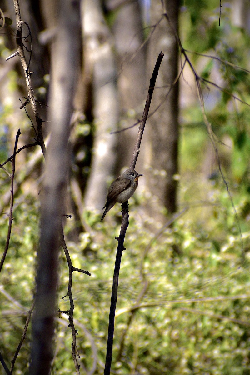 Малая мухоловка - ML647220191
