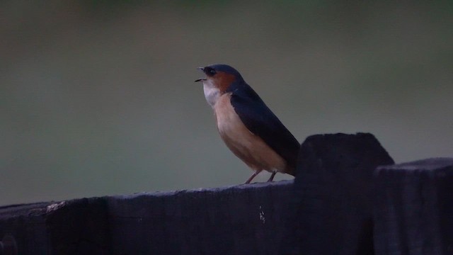 African Red-rumped Swallow - ML647220205