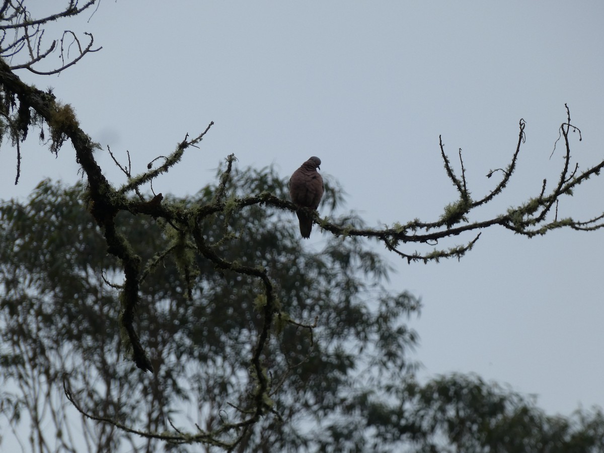 Eared Dove - ML647220207
