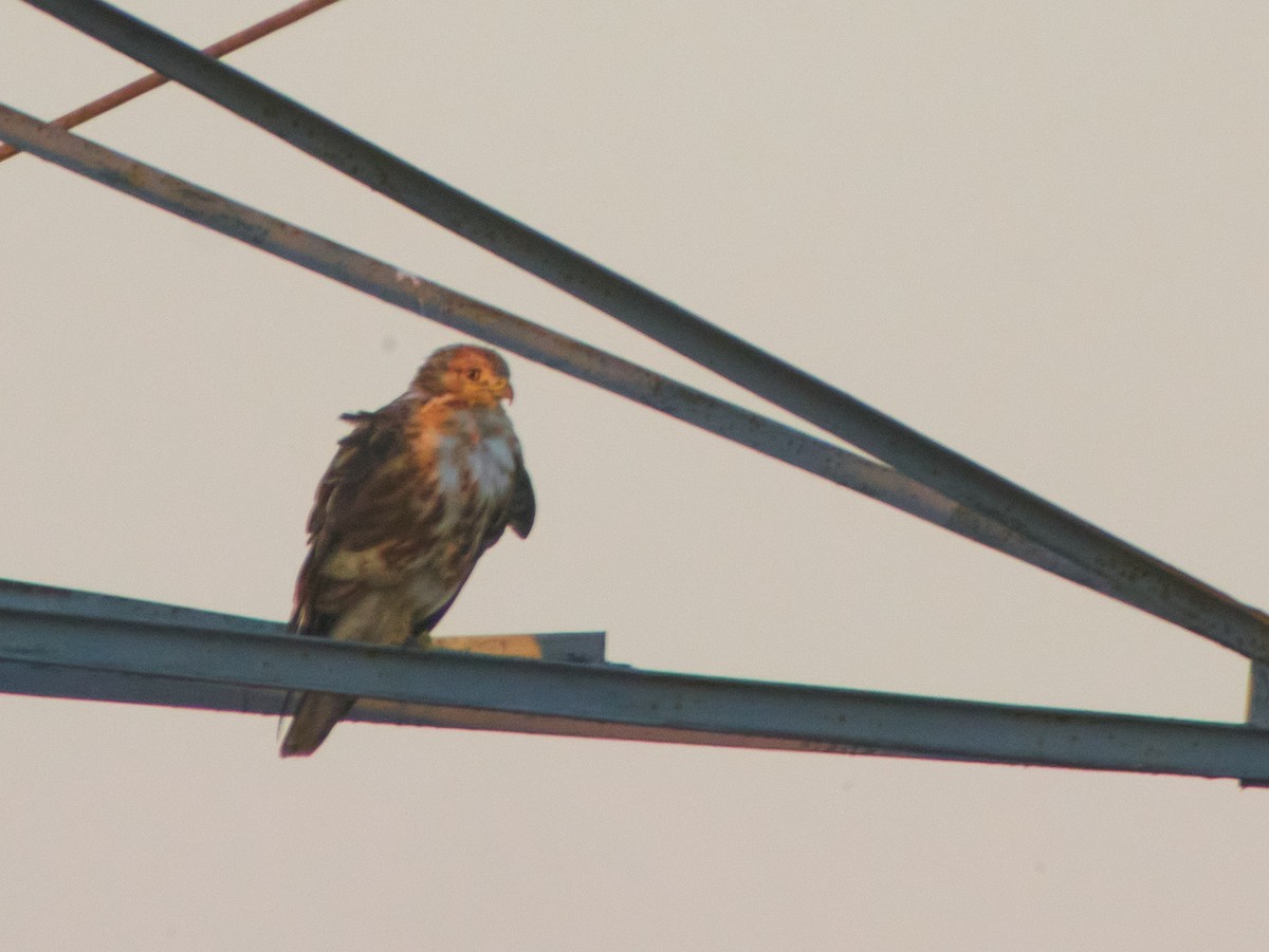 Busardo Moro - ML647220227