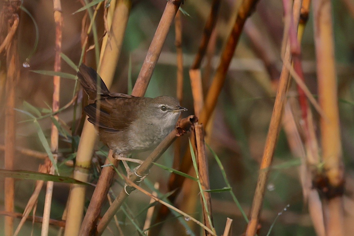 Himalajaschwirl - ML647220239