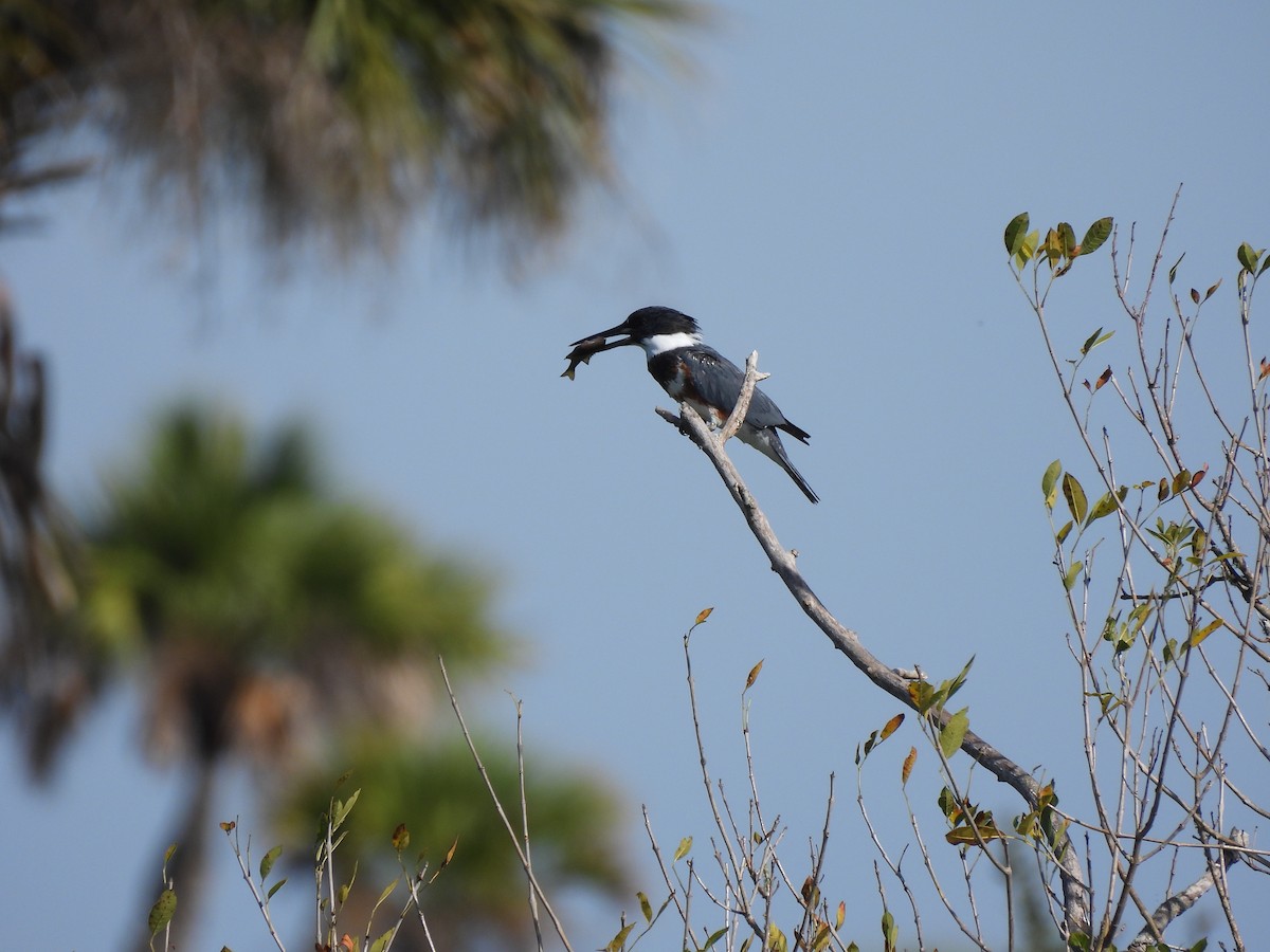 Belted Kingfisher - ML647220240