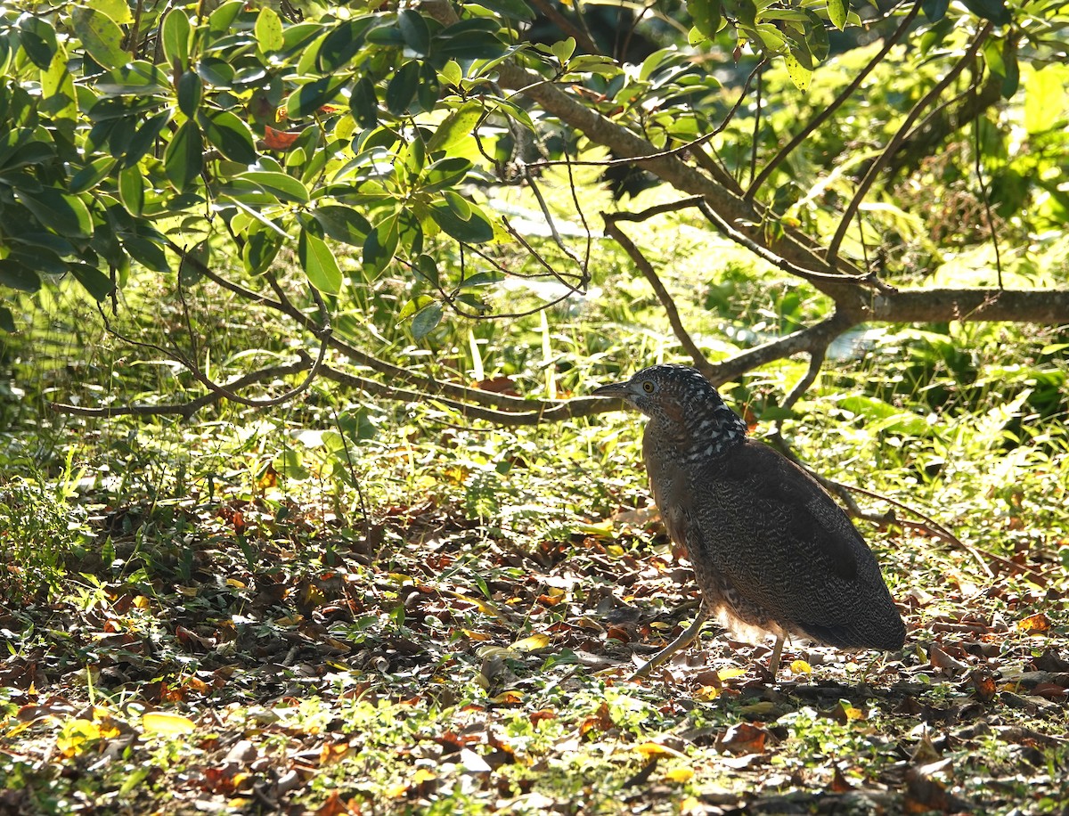 duskdverghegre - ML647220248