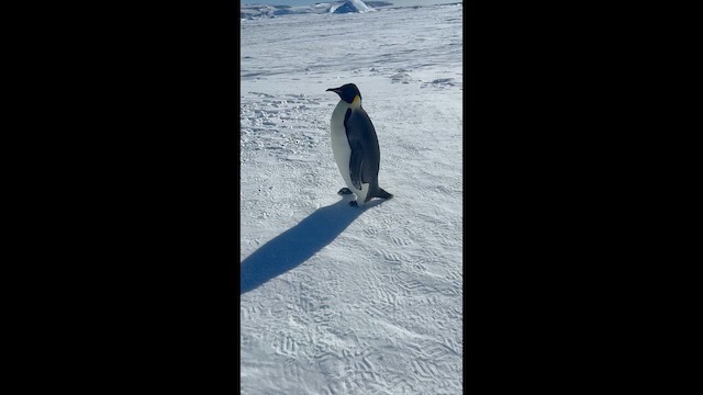 Emperor Penguin - ML647220257
