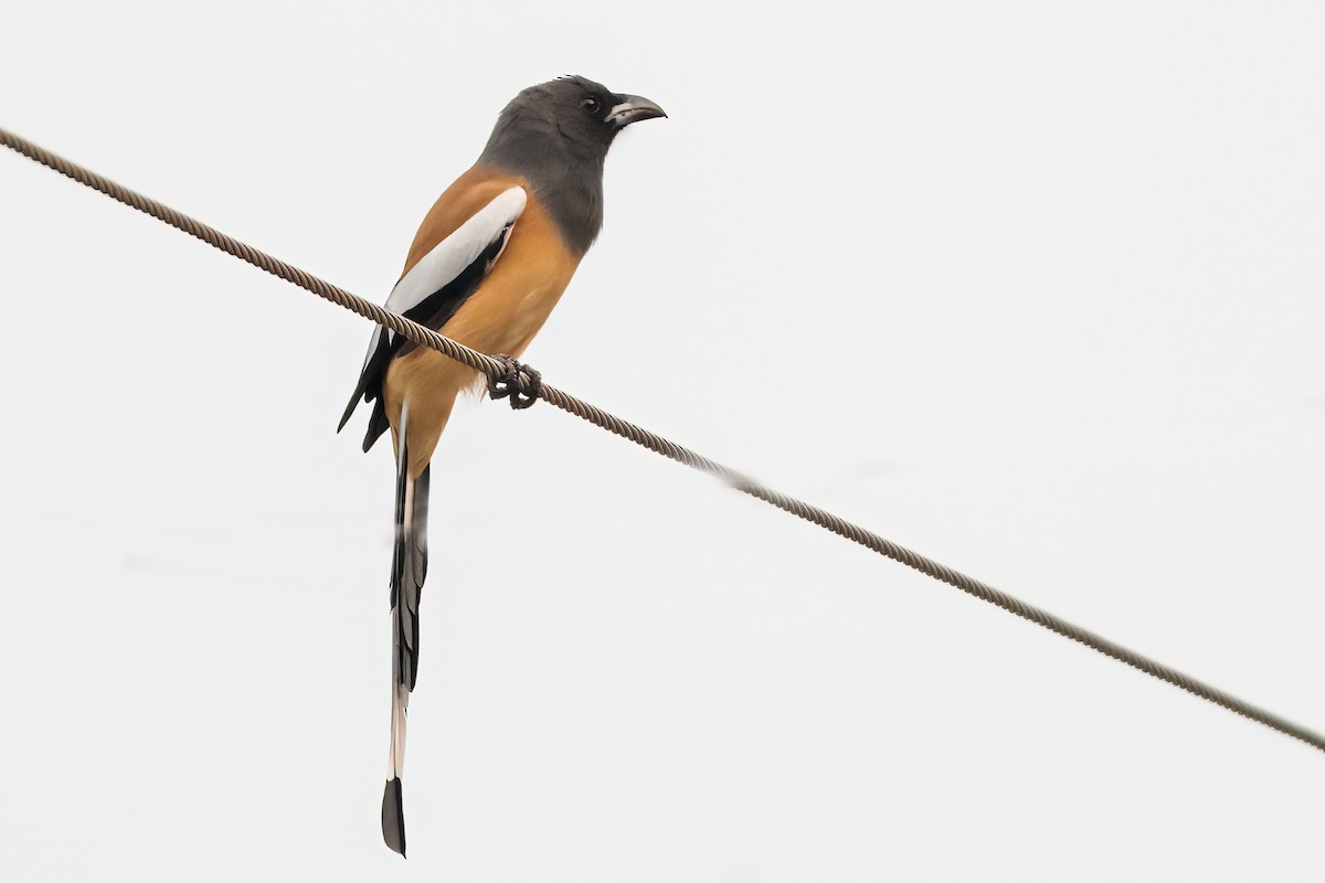 Rufous Treepie - ML647220277