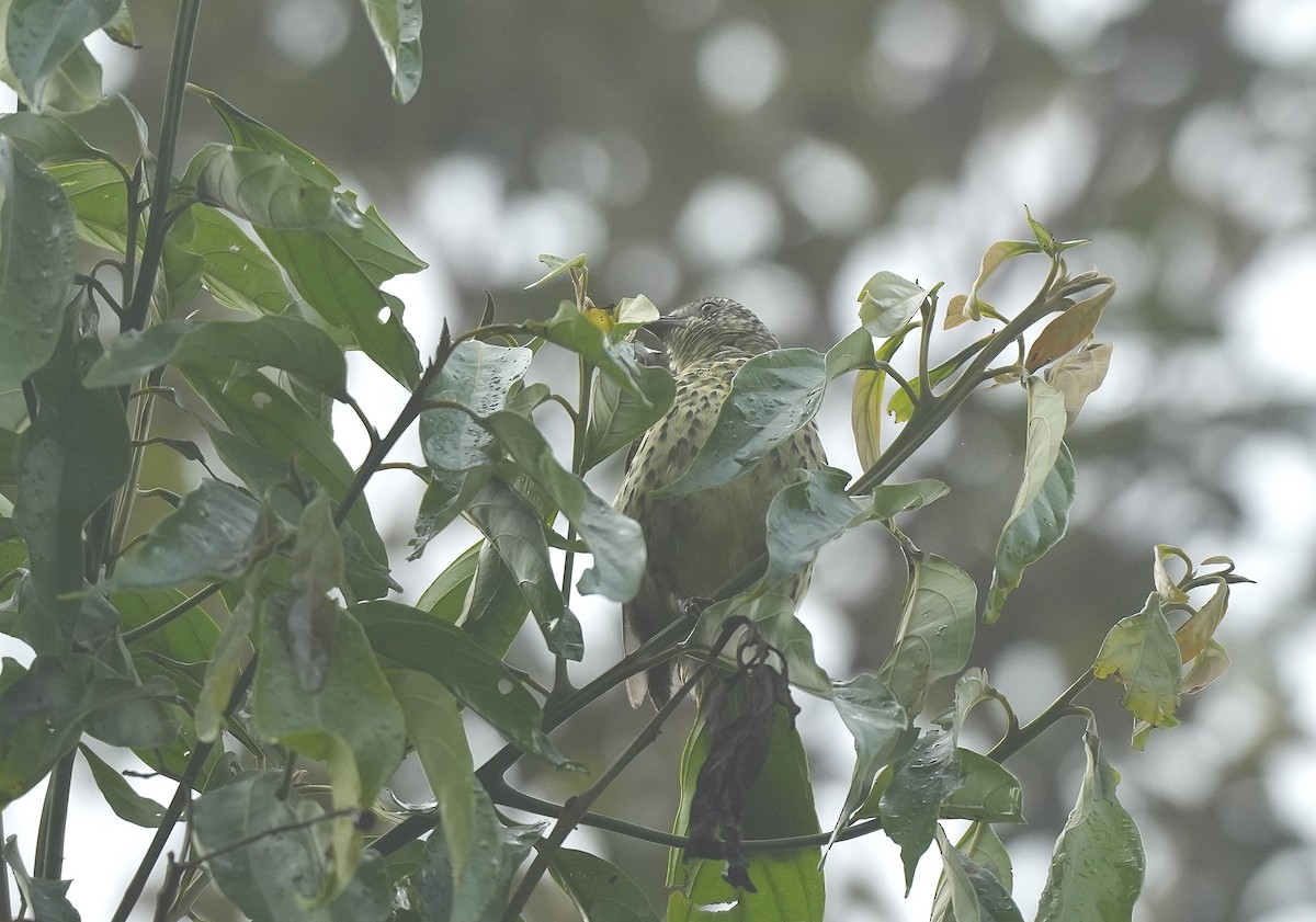 Sharpbill - ML647220288