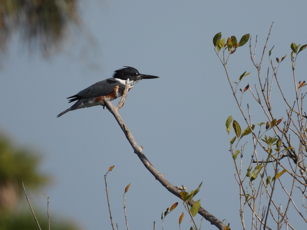Belted Kingfisher - ML647220289