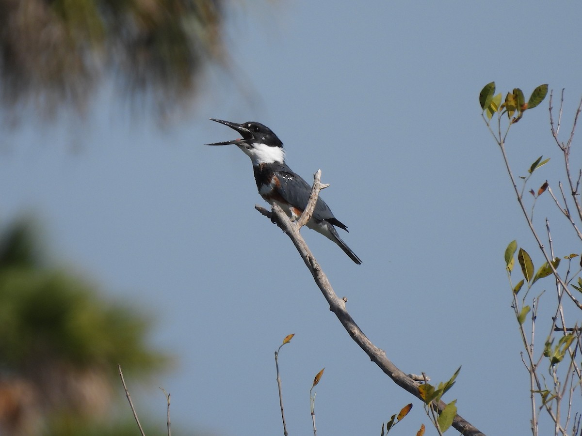 Belted Kingfisher - ML647220290