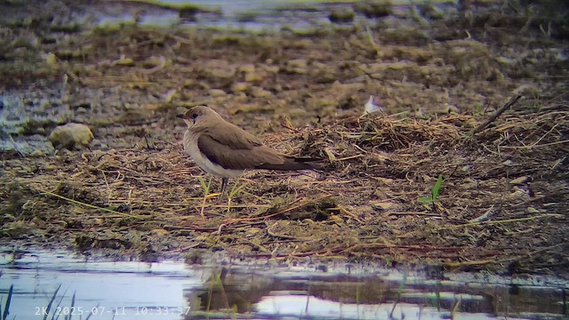 שדמית אדומת-כנף - ML647220293