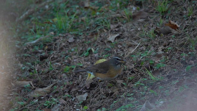קיכלי אפור-חזה - ML647220304