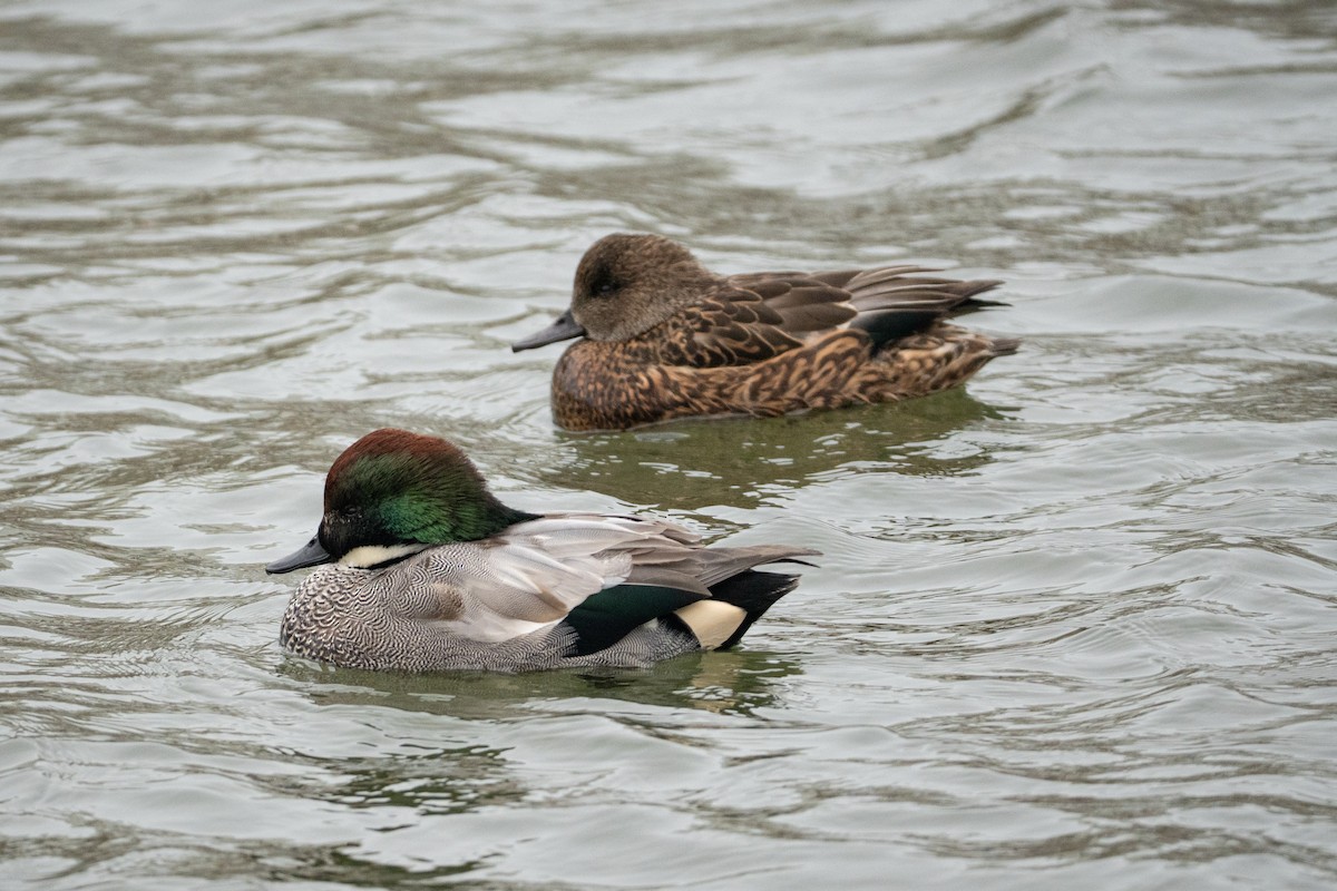 Falcated Duck - ML647220309