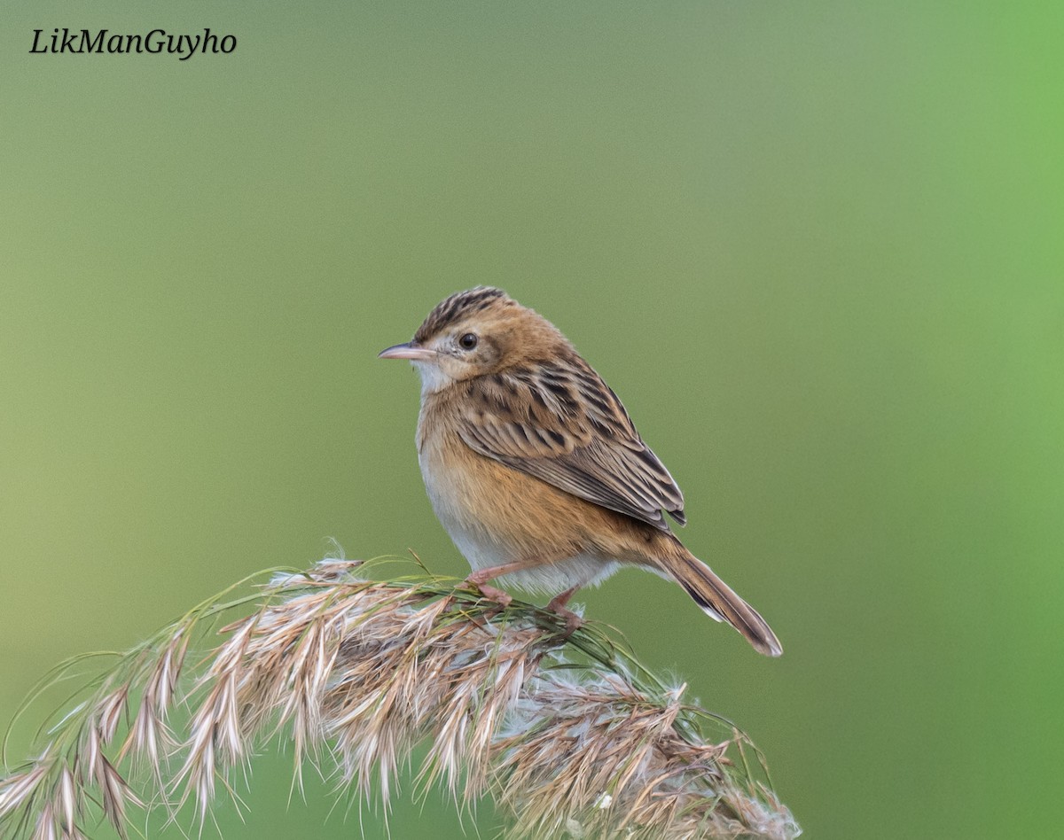 棕扇尾鶯 - ML647220317