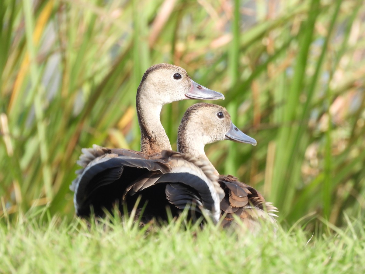 Black-bellied Whistling-Duck - ML647220318