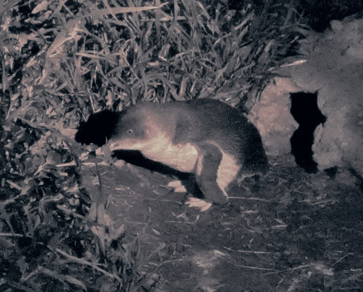 Малый пингвин - ML647220320