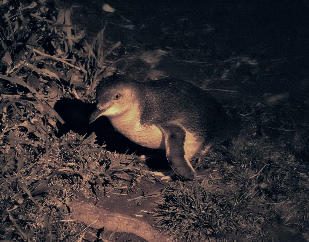 Малый пингвин - ML647220321