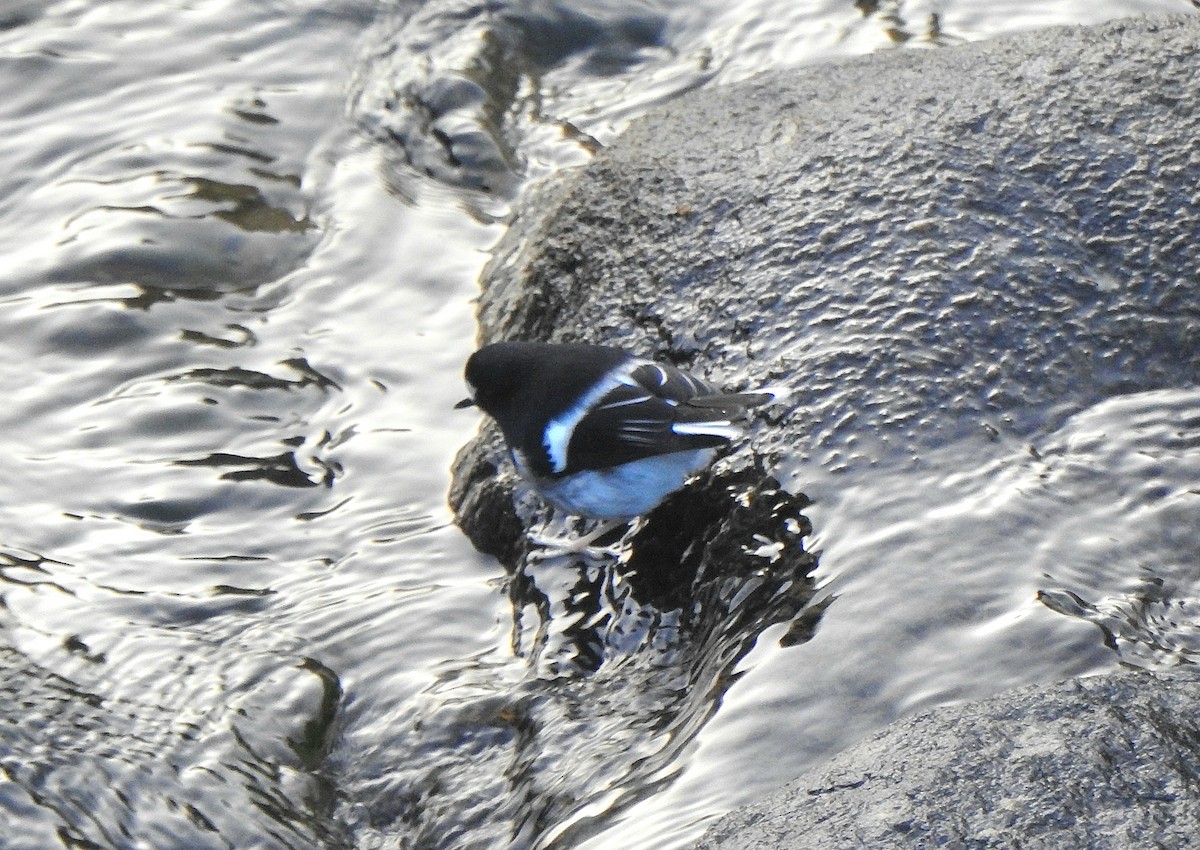 Little Forktail - ML647220322