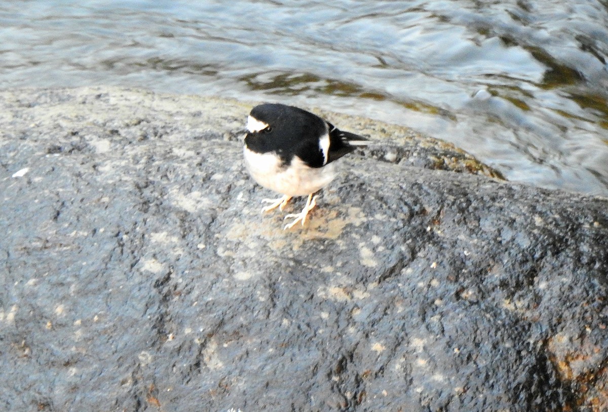 Little Forktail - ML647220325