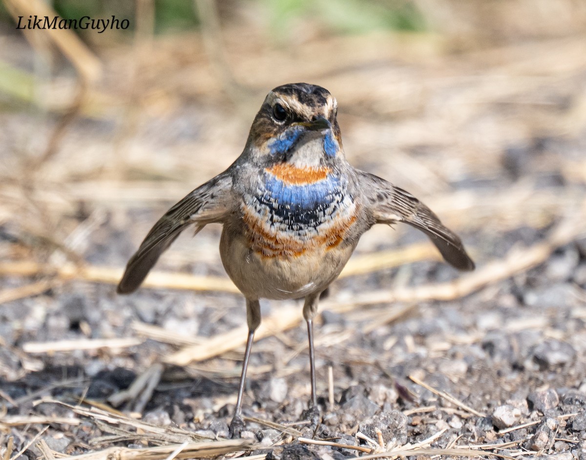 藍喉鴝 - ML647220332