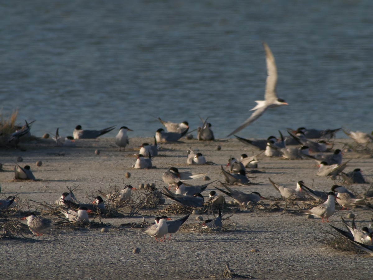 Common Tern - ML647220344
