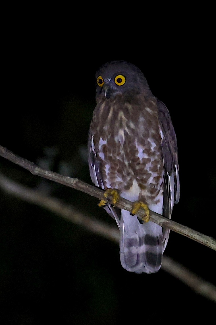 Brown Boobook - ML647220352