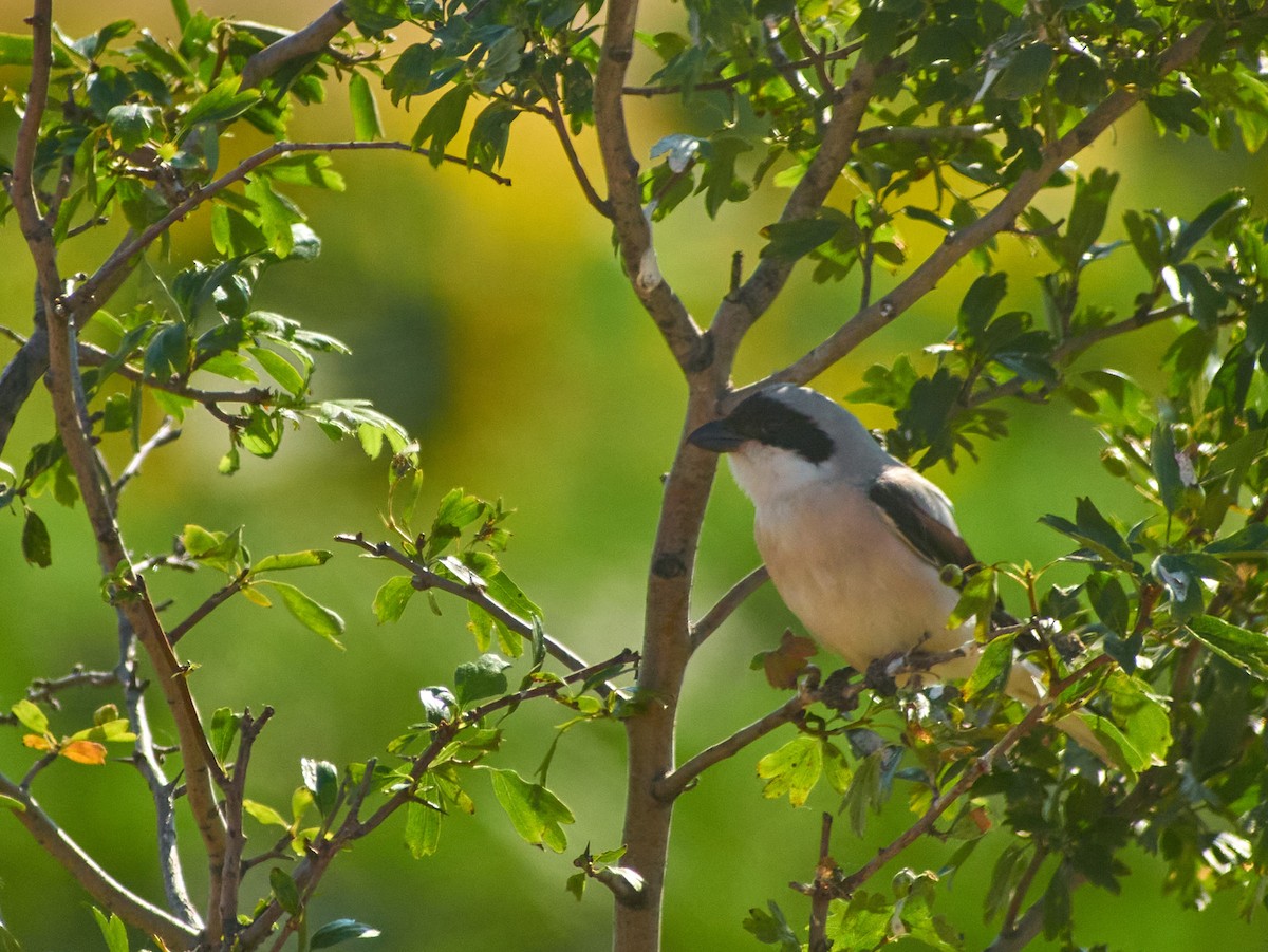 Чернолобый сорокопут - ML647220353