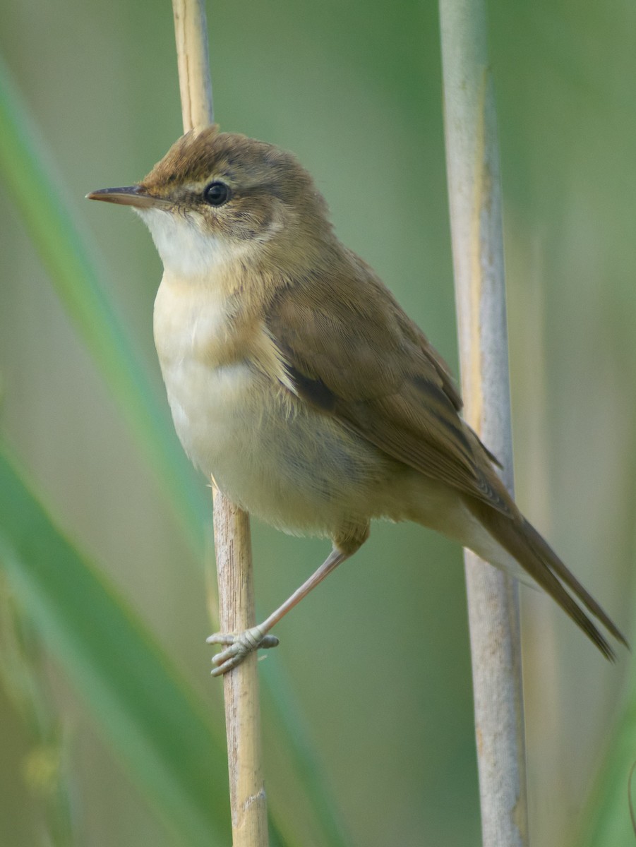 Marsh Warbler - ML647220358