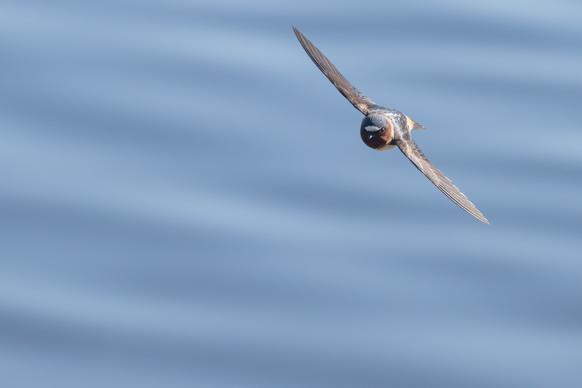 Cliff Swallow (pyrrhonota Group) - ML647220361