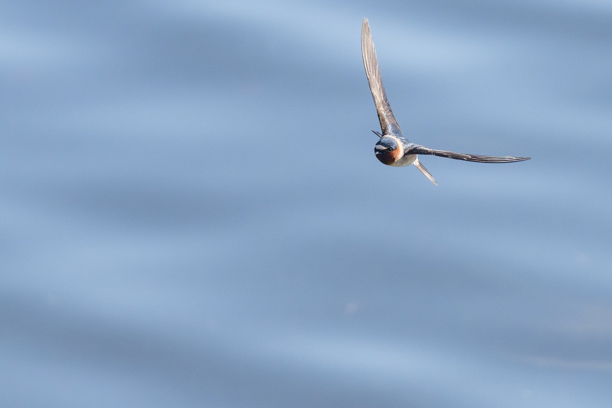Cliff Swallow (pyrrhonota Group) - ML647220362