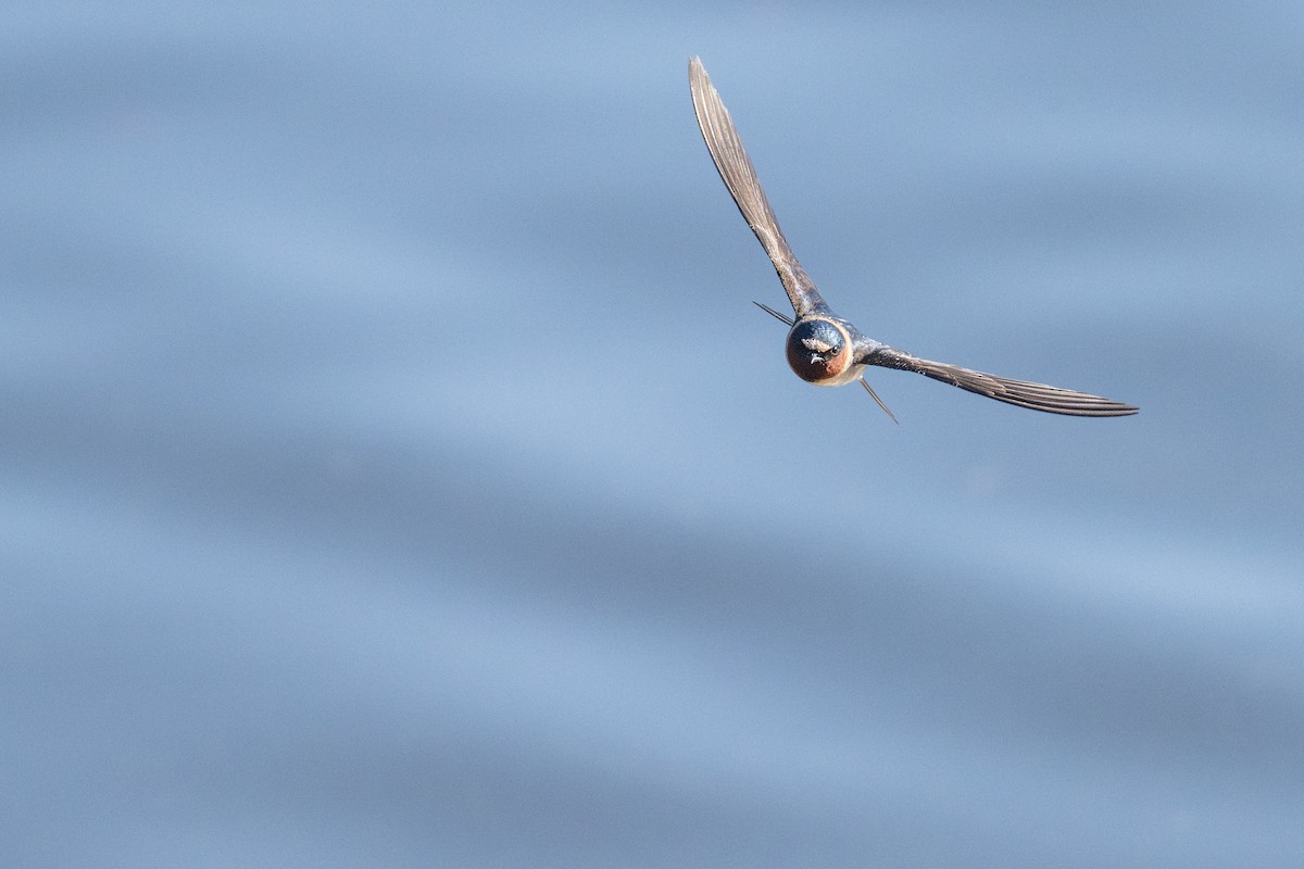 Cliff Swallow (pyrrhonota Group) - ML647220363